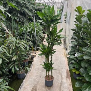 Dracaena Janet Lind