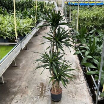 Dracaena riki