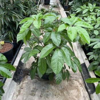 Schefflera amate 3pp 28/19 h90