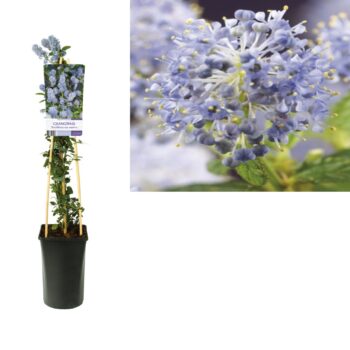 Ceanothus thyrsiflorus var. repens