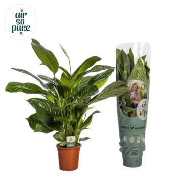 Spathiphyllum Isabella