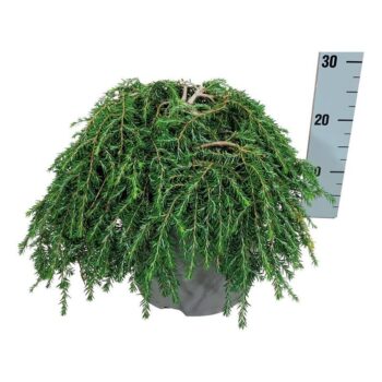 Tsuga can. 'Cole's Prostrate'