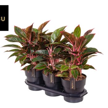 Aglaonema Jungle Red