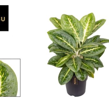 Aglaonema Lemon Mint