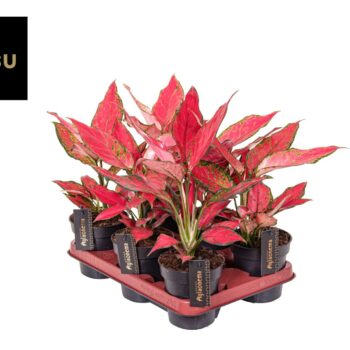 Aglaonema Cherry Baby