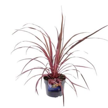 Cordyline australis Salsa