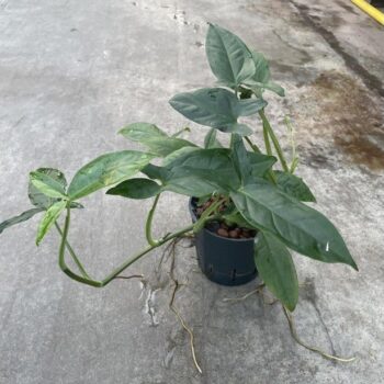 Syngonium trileaf wonder 13/12 h40