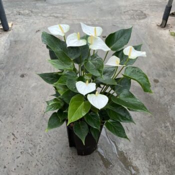 Anthurium andreanum wit 15/19 h50