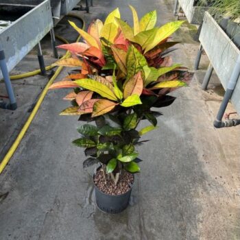 Croton iceton vertakt