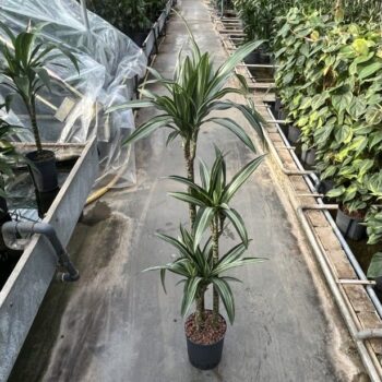 Dracaena warneckii twin