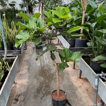 Ficus lyrata stam 28/19 h160