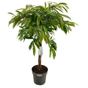 Ficus Amstel King