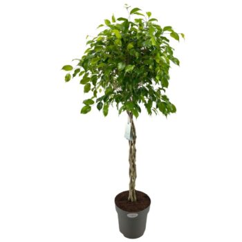 Ficus Exotica