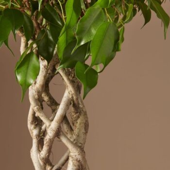 Ficus Exotica