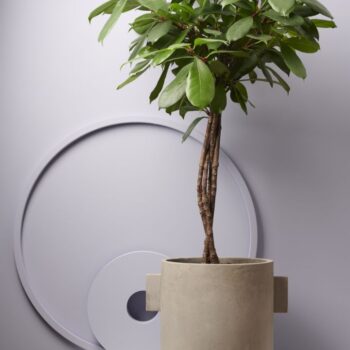 Ficus Cyathistipula