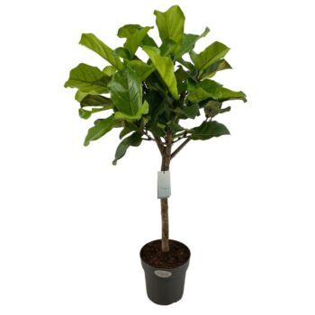 Ficus Lyrata