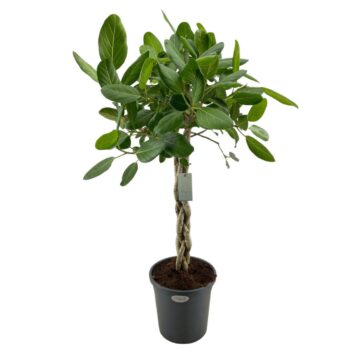 Ficus Audrey