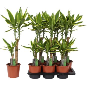 Dracaena Golden Coast, 17 cm pot