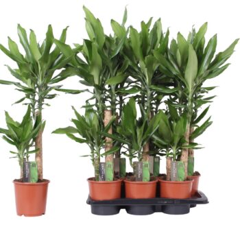 Dracaena Steudneri Green, 17cm pot