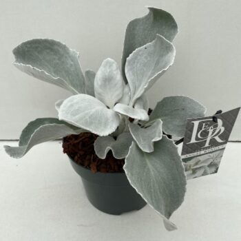 Senecio Angel Wings in tray