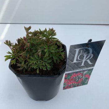 Dicentra spectabilis