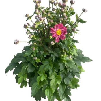 Anemone Fantasy Belle