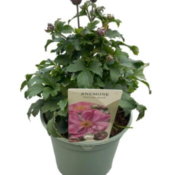 Anemone Fantasy Belle