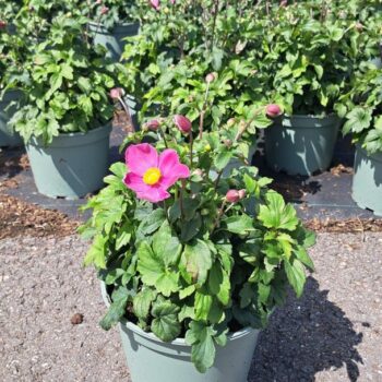 Anemone Fantasy Jasmine