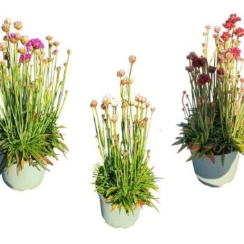 Armeria Ballerina