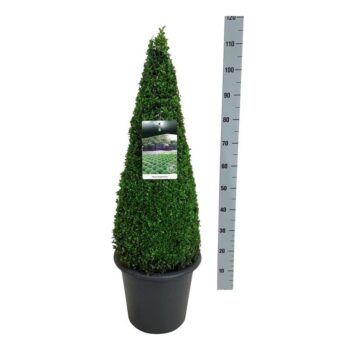 Buxus sempervirens