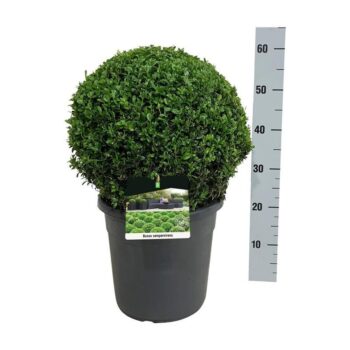 Buxus sempervirens