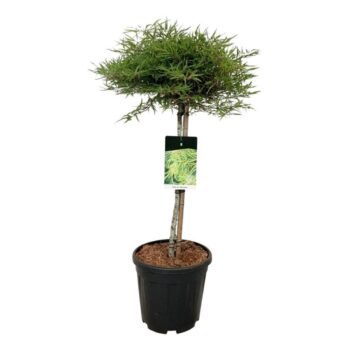 Fagus syl. 'Mercedes'