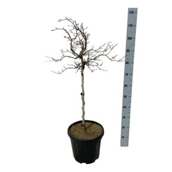 Fagus syl. 'Rohan Weeping'