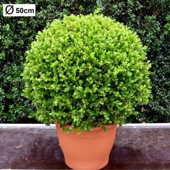 Buxus microphylla 'Faulkner'