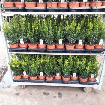 Buxus sempervirens