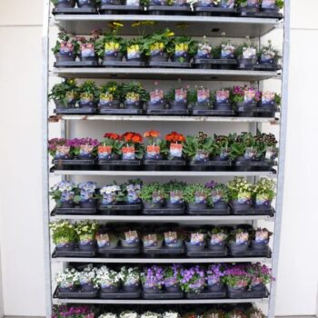 Vaste planten mix kar