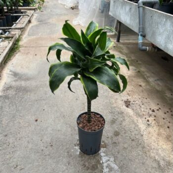 Dracaena Dorado