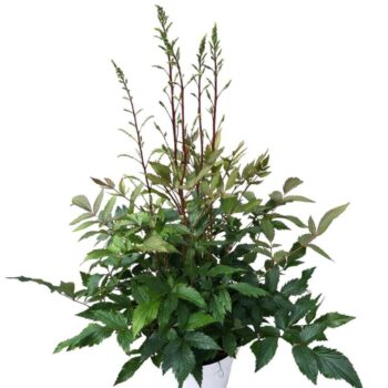 Astilbe Younique White