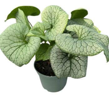 Brunnera m. Jack of Diamonds