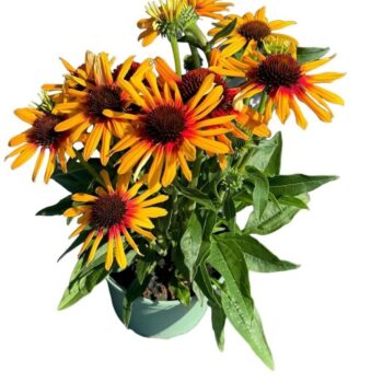 Echinacea Sunseekers Tequila Sunrise Improved