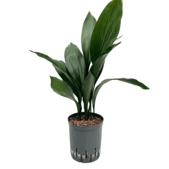 Aspidistra Elatior