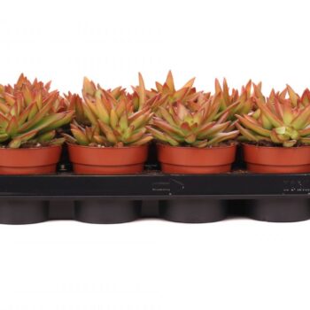 Sedum nussbaumerianum firestorm