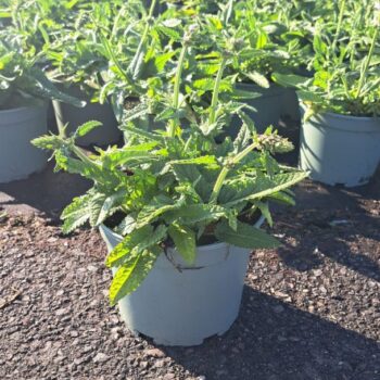 Stachys Summer Sweets