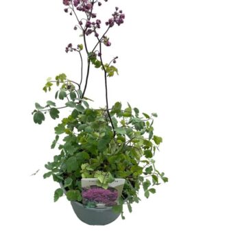 Thalictrum Fairy Wings