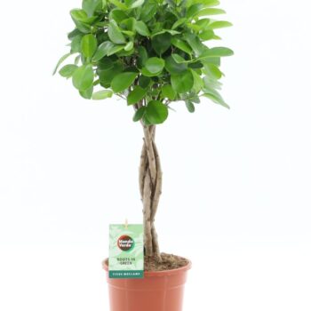 Ficus Microcarpa Moclame
