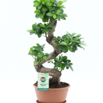 Ficus micr. Ginseng S-type