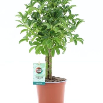 Schefflera Luseana