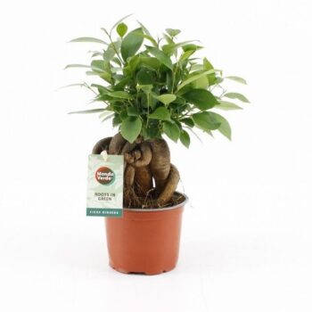 Ficus microcarpa Retusa