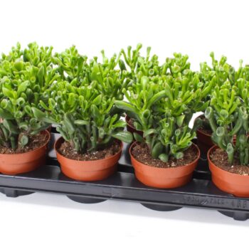 Crassula hobbit 12 WOODS