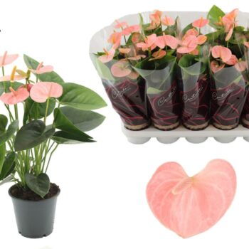 Anthurium Spirit